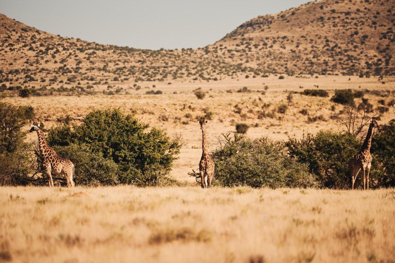 Glen Harry Game Reserve Graaff Reinet Bagian luar foto
